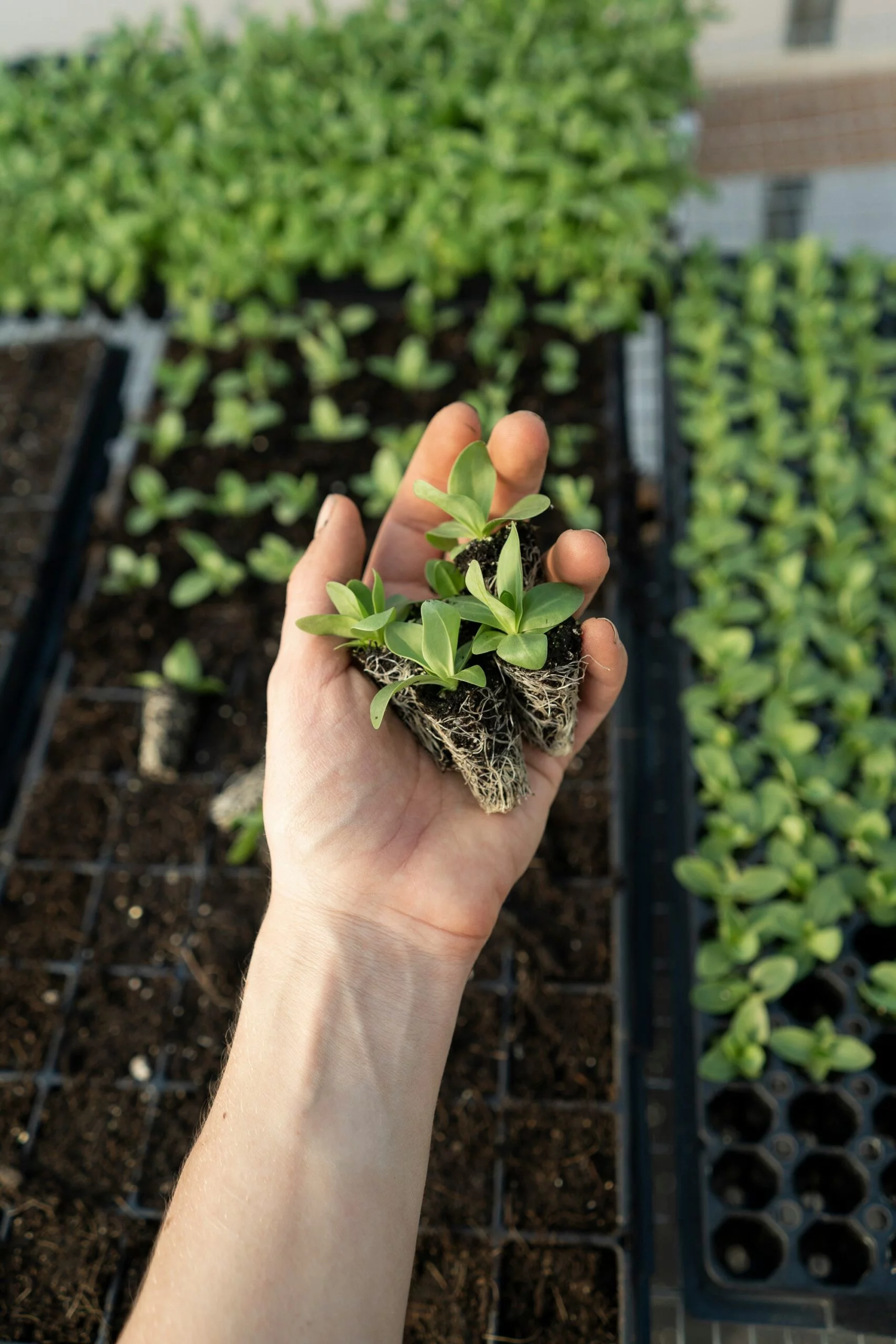 The Ultimate Hydroponic Gardening Systems Buyer’s Guide